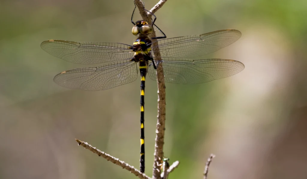 A black and yellow dragonfly on the stem