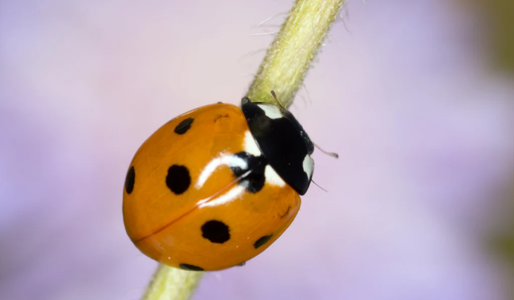 An orange beetle climbing on a flower stalk
