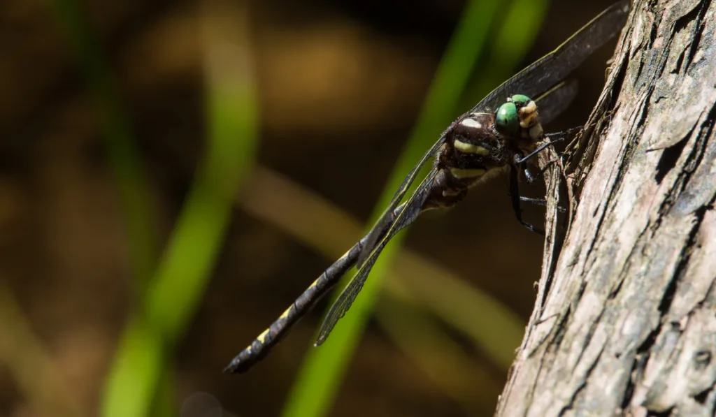A black with green eyes dragonfly resting on the tree