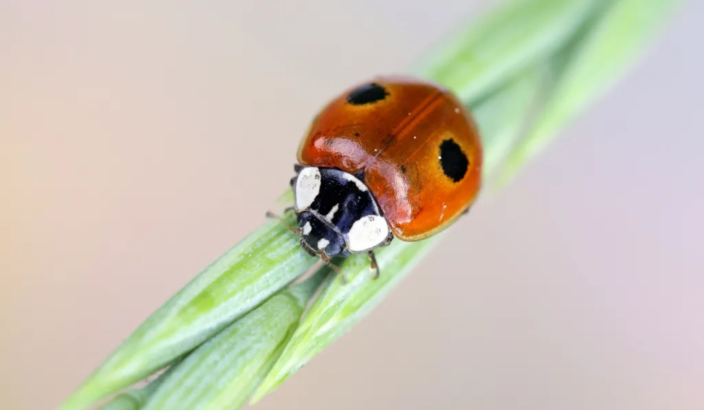 An orange beetle with two black spots walking on a stem