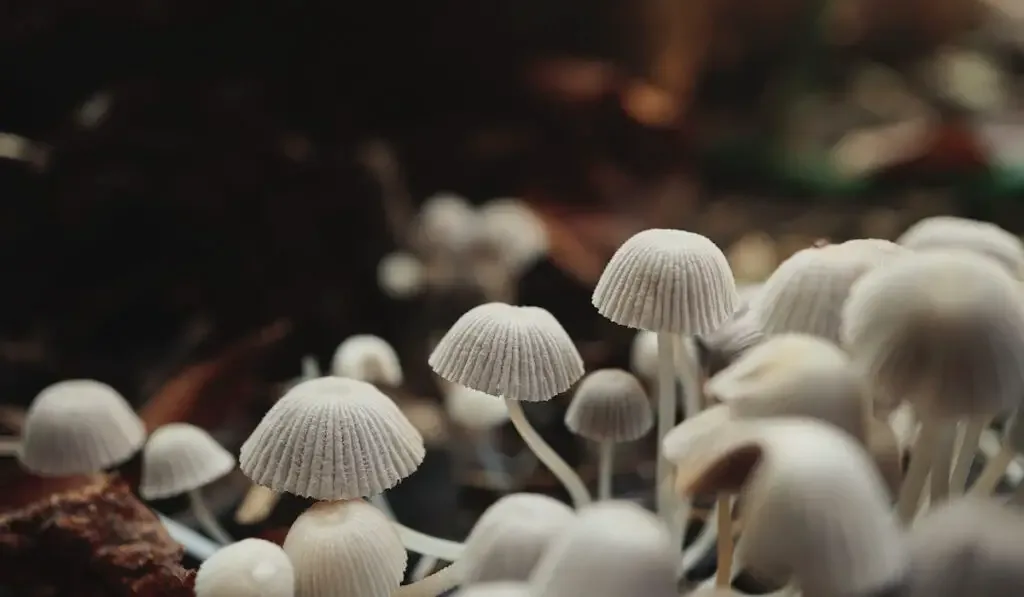 closeup of wild mushrooms