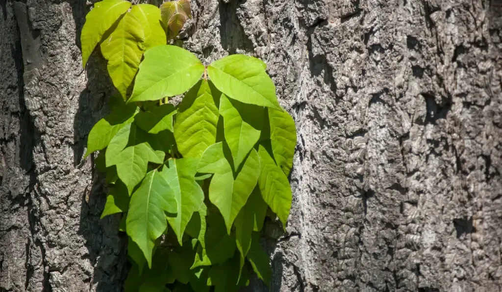 poison ivy growing