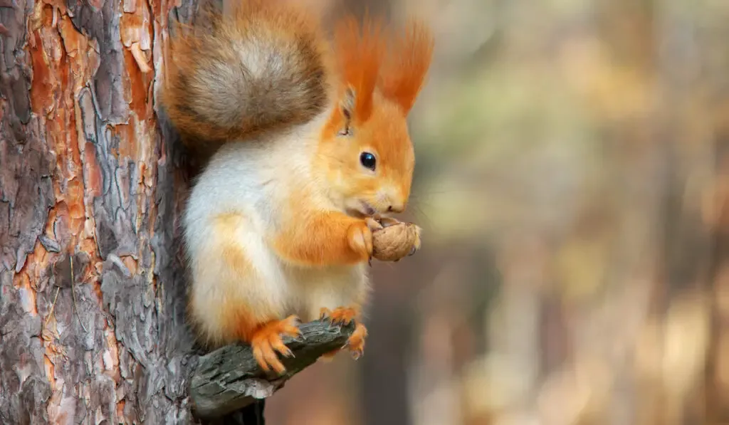 squirrel on a tree holding a piece of nut