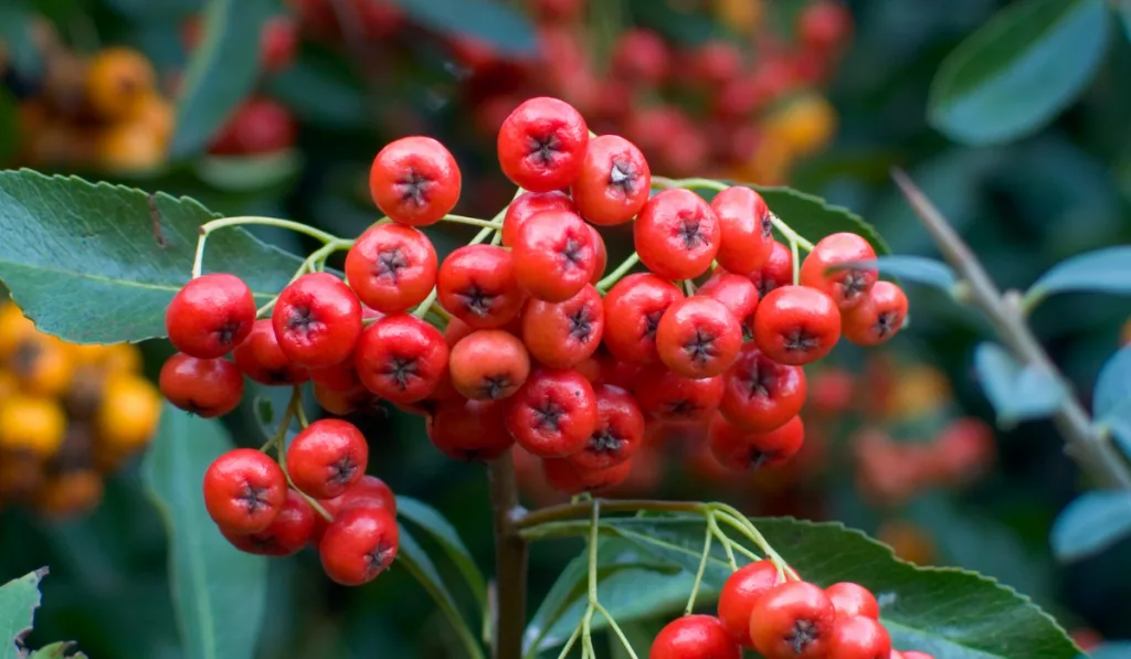 Closeup picture of winterberries 