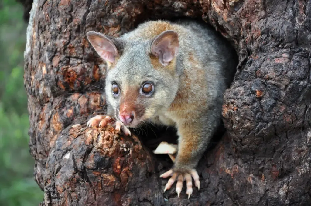 A possum coming out from a hole of a tree trunk