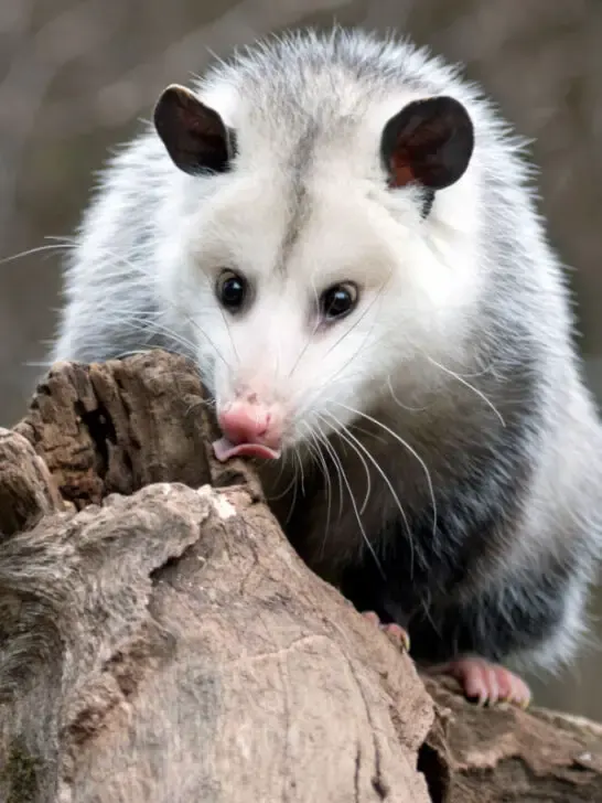 A possum standing on a tree trunk