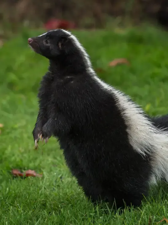 A skunk stands up on the green grass in the yard