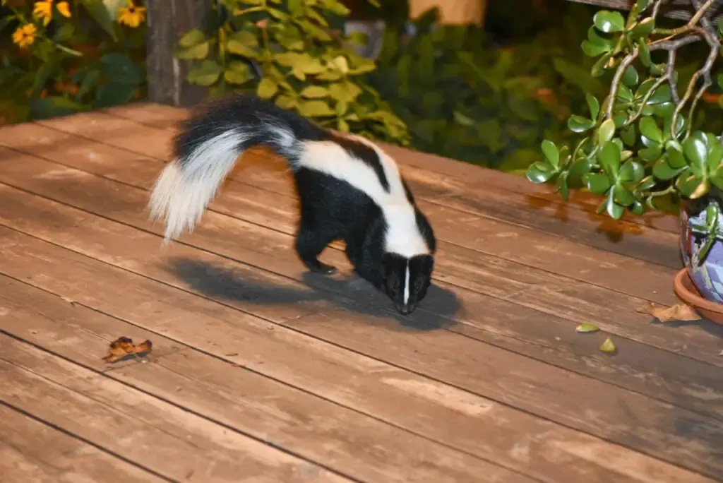 A skunk walking on a patio in the yard at night
