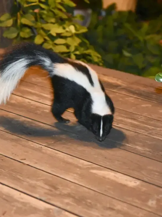 A skunk walking on a patio in the yard at night