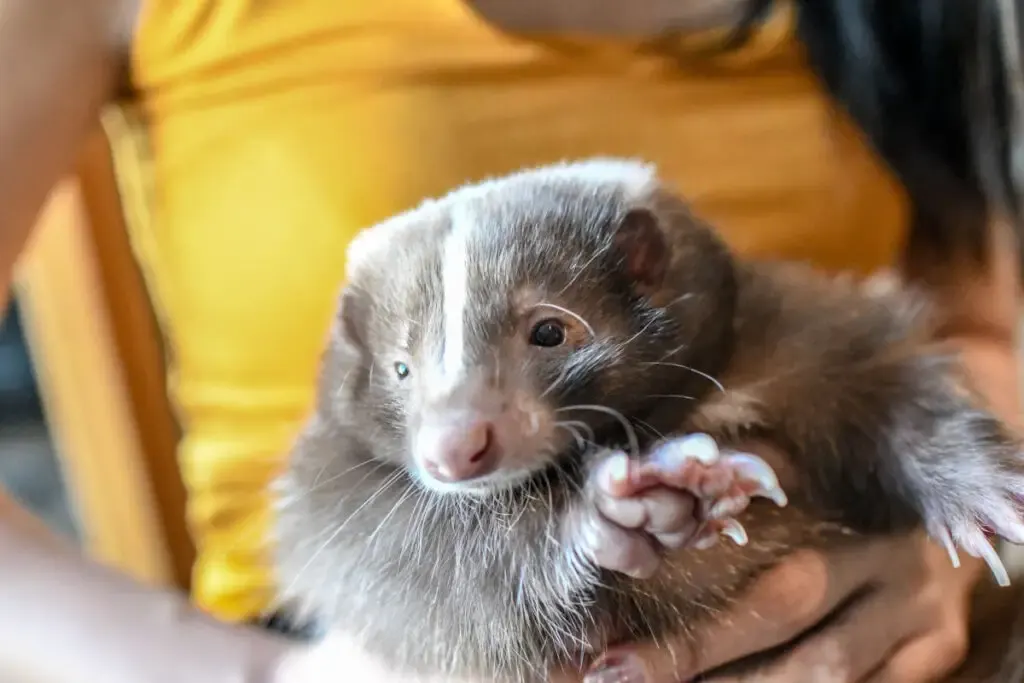 A woman in yellow holding her pet skunk