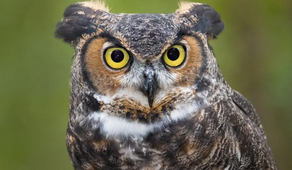 an owl looking at the camera with blurry background