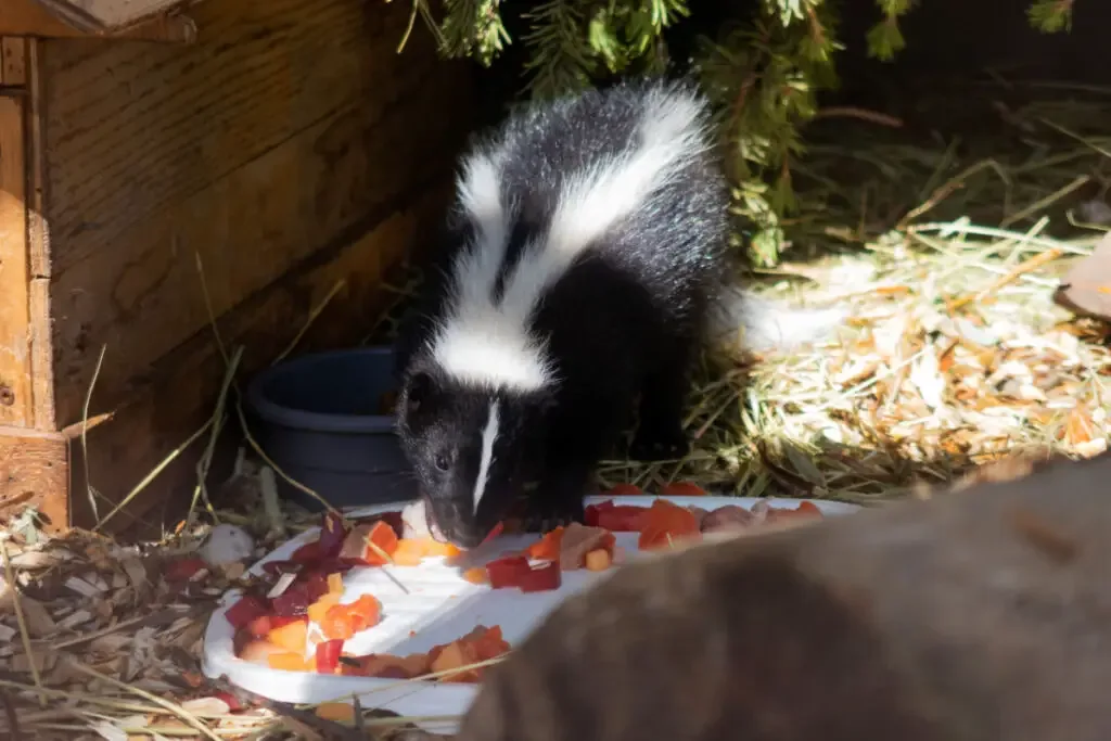 Skunk eating its meal at a corner outdoors