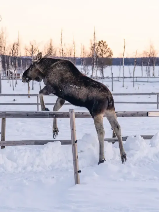 a moose jumping over the fence in a snowy platform