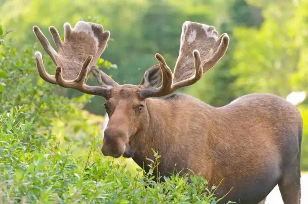 a moose wandering outdoors near plants