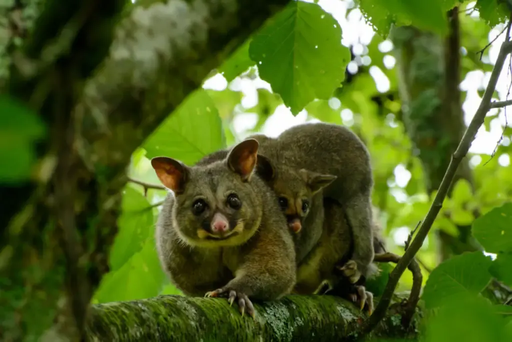 a mother and baby possum on a tree branch