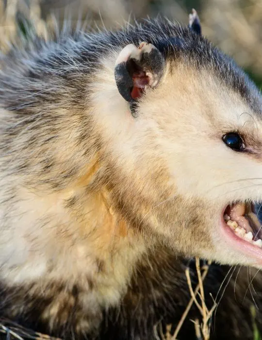 angry-possum