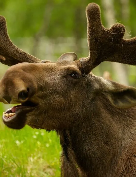 close up photo of a a moose with mouth open