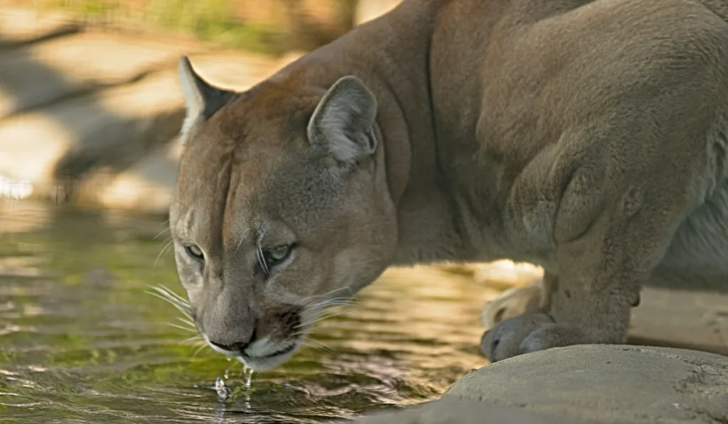 cougar drinking water