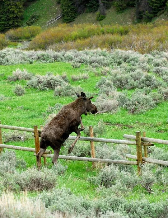 moose-jump