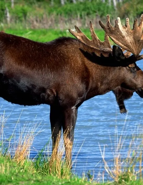 one-moose-near-a-lake