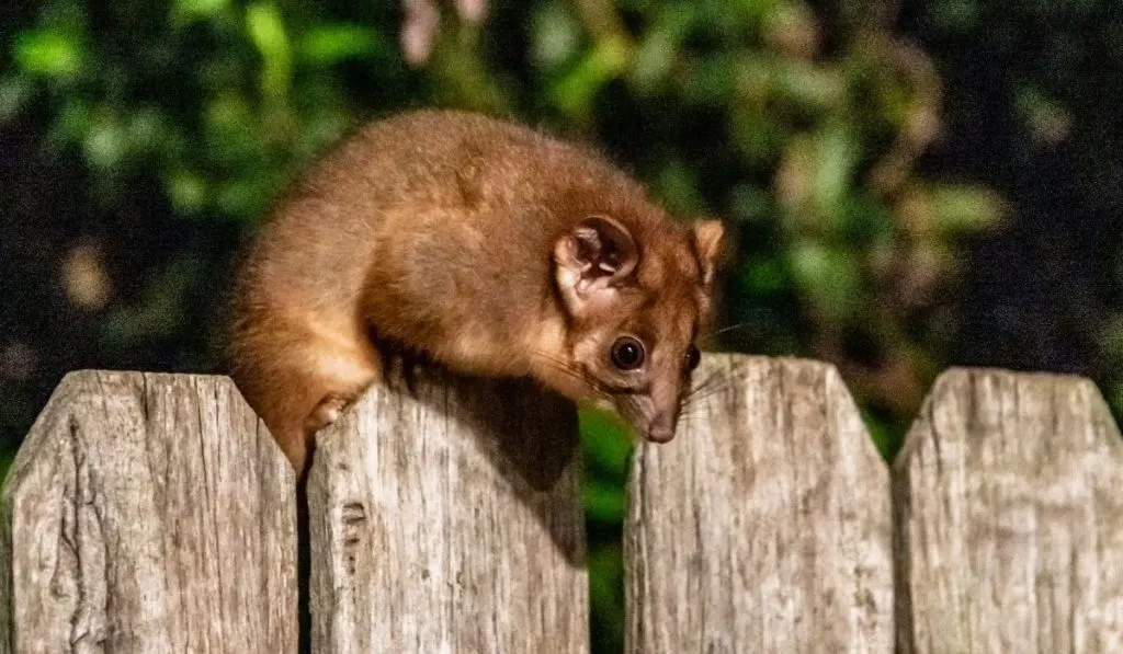 Do Possums Carry Diseases? (What Diseases Do They Get?) Exploration