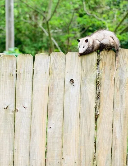 possum on the fence