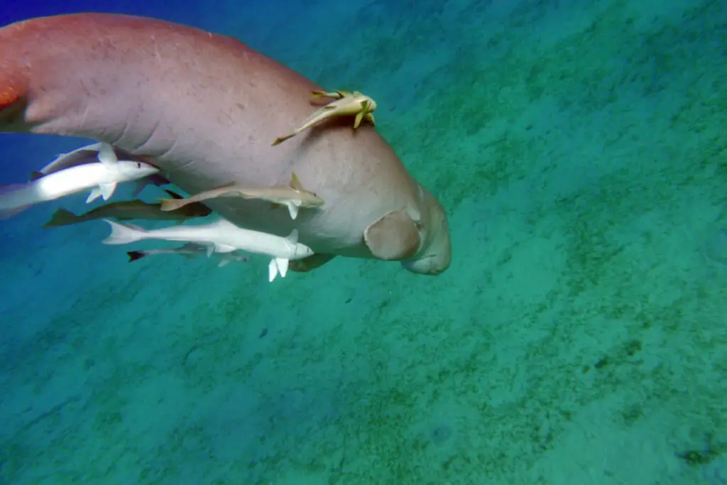 A Dugong swimming freely at the bottom of the ocean