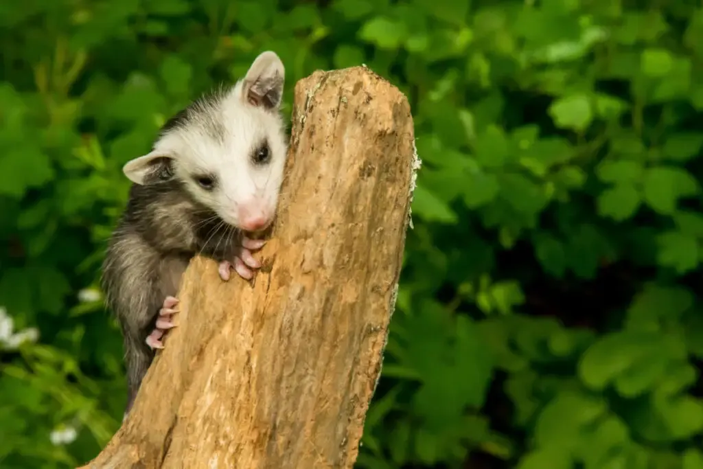 A baby possum hugging a chopped tree trunk