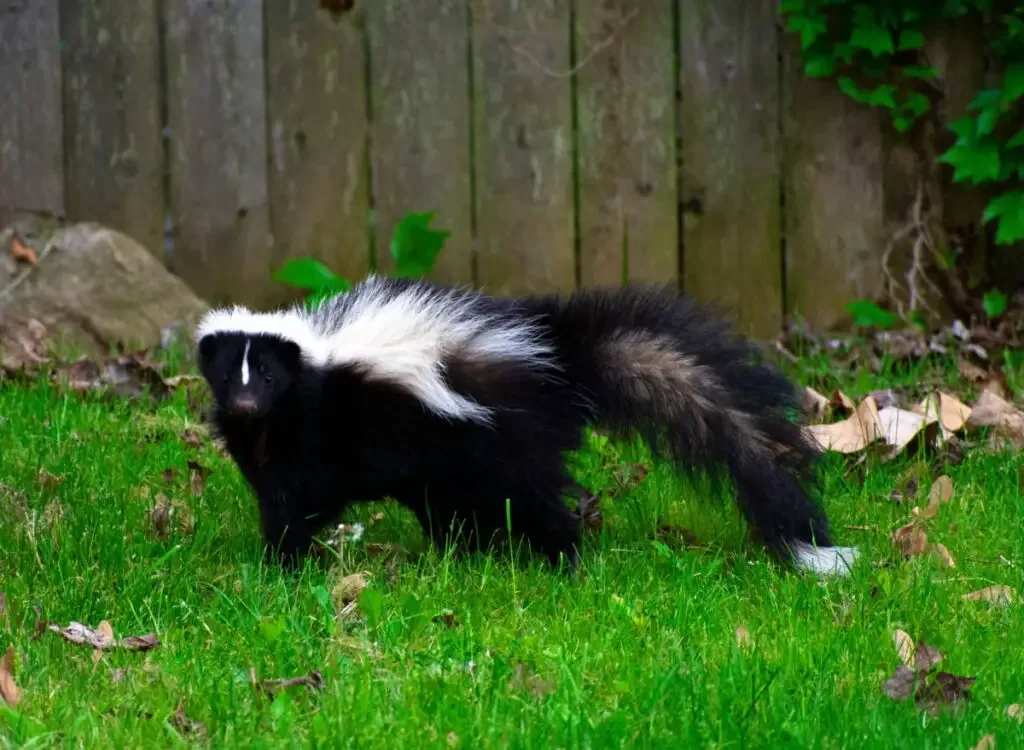 A skunk climb over a wooden fence in the yard
