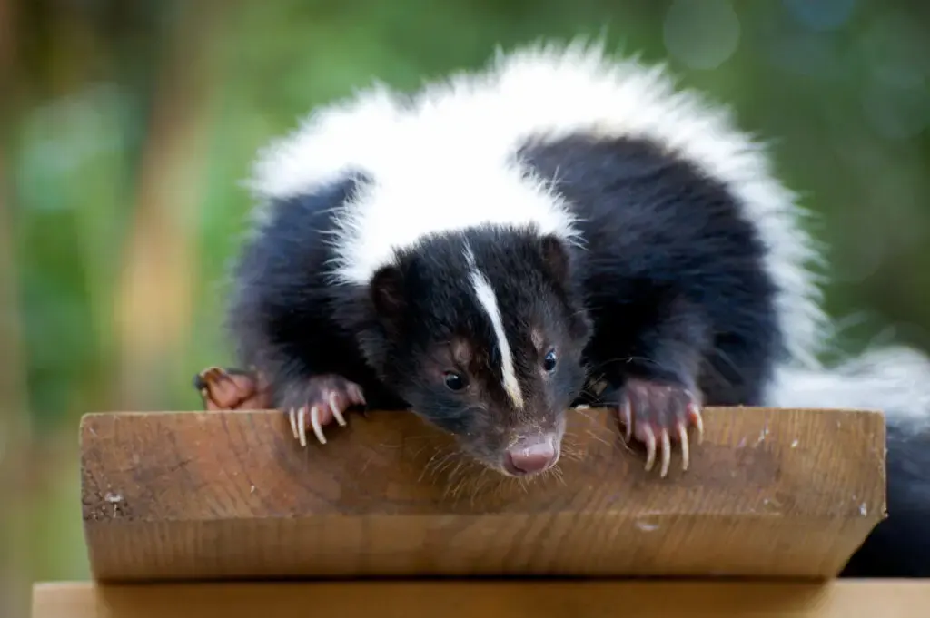 A skunk peeking from the top of wooden board