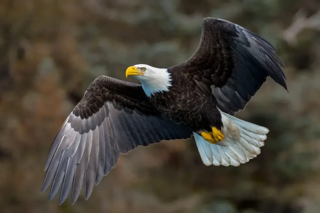 American bald eagle flying swiftly in the air