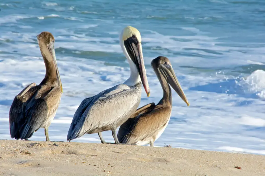 Three pelicans near the sea waters