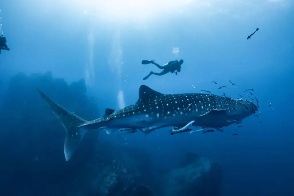 Whale shark swimming at the bottom of the ocean