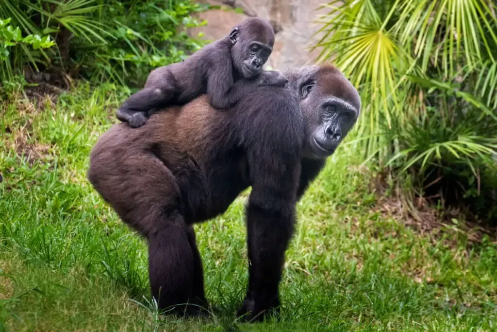 a mother gorilla carrying her baby gorilla on her back in the forest
