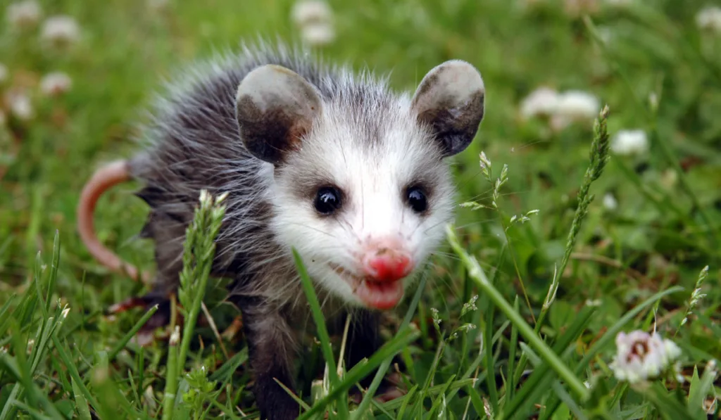 baby possum walking in the field 