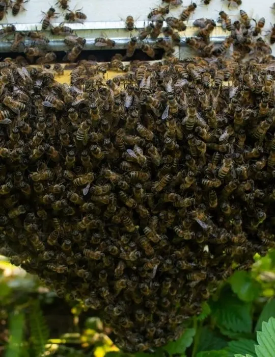 bees completely surrounding the hive