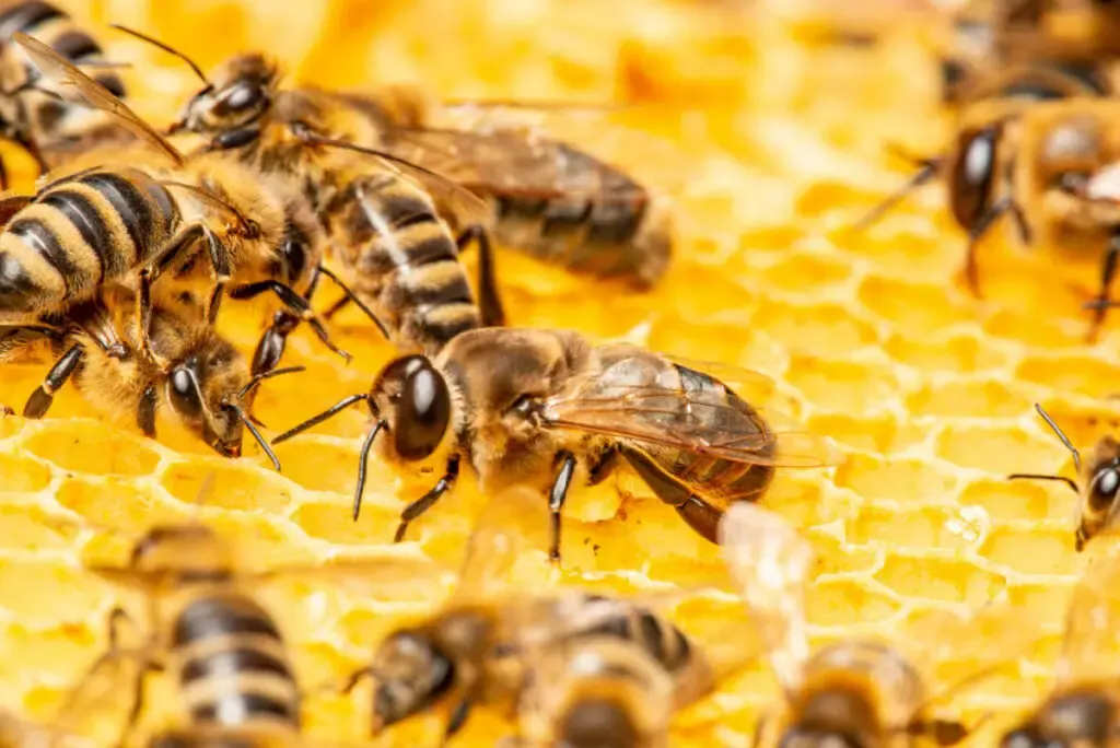 bees on honey comb