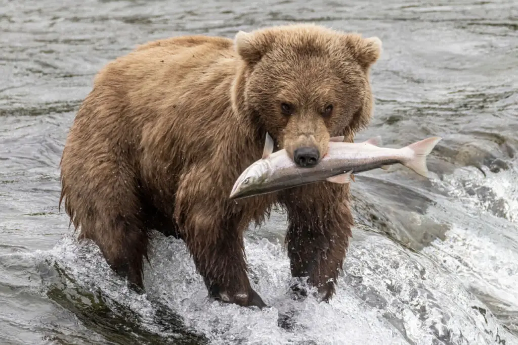 brown bear in the water holding fish on its mouth