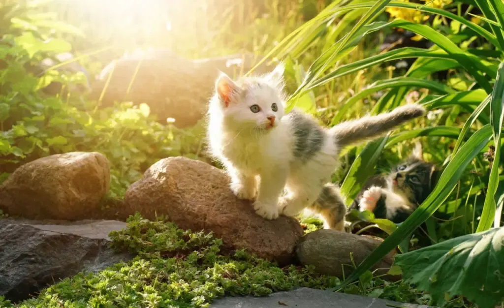 cute kitten standing in the garden