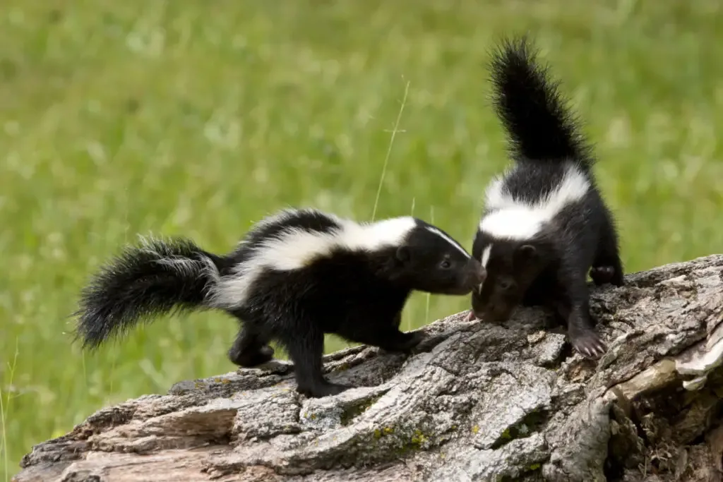 two skunks on top of a rock outdoor