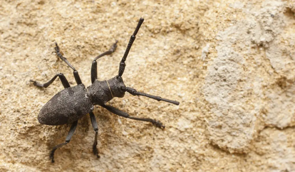 Black cerambyx insect on a stone
