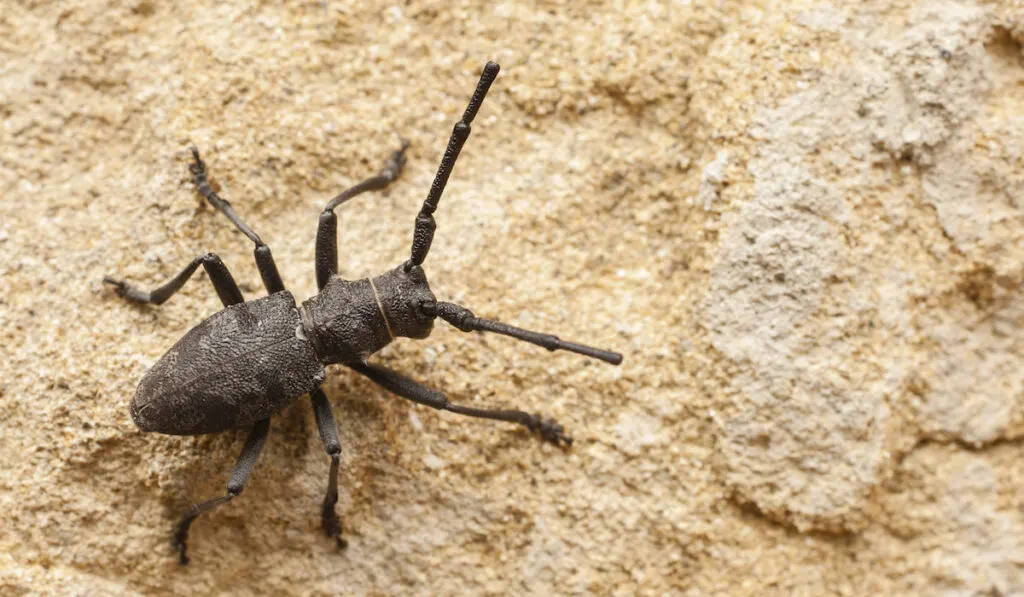 Black cerambyx insect on a stone 