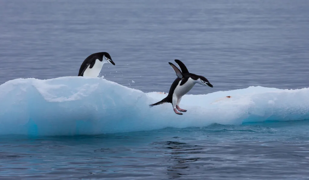 Diving Gentoo penguins on an iceberg