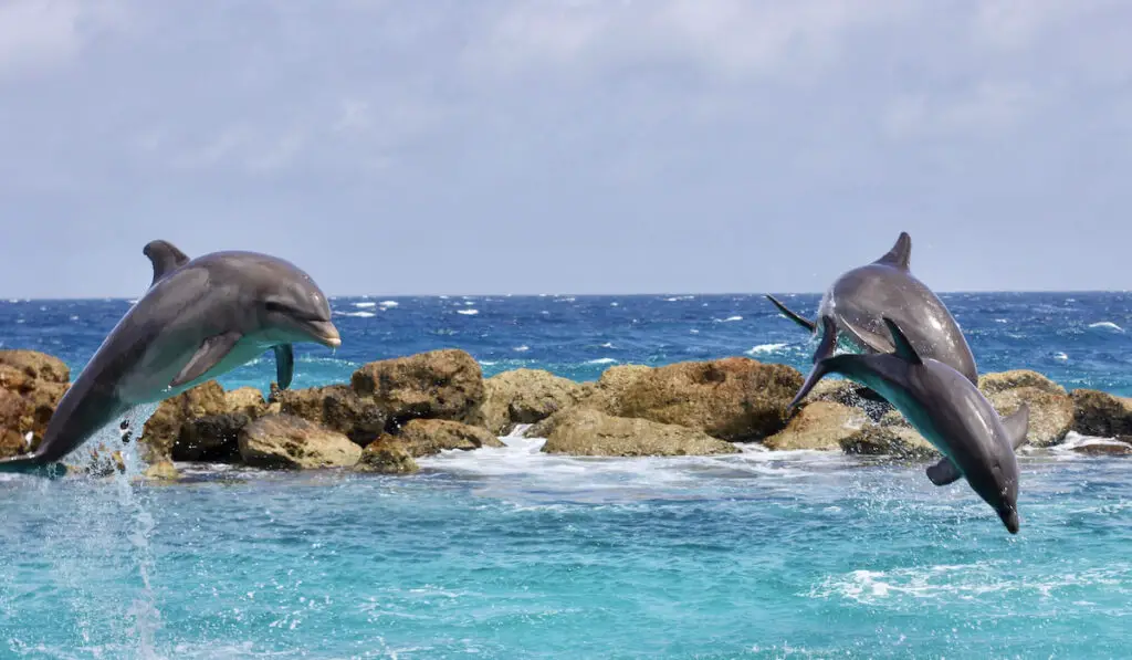 Happy dolphins leap, three dolphins, ocean, beach, beauty in nature