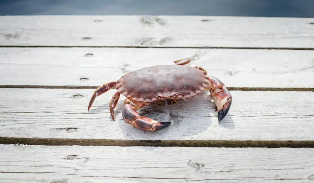 alive crab standing on wooden floor