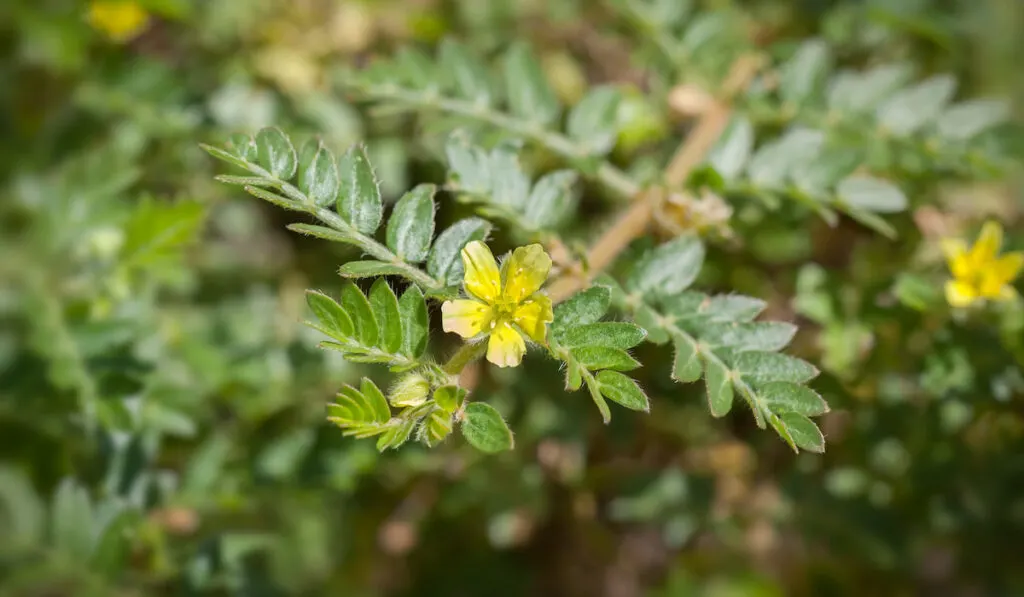 flower of tribulus terrestrial plant 