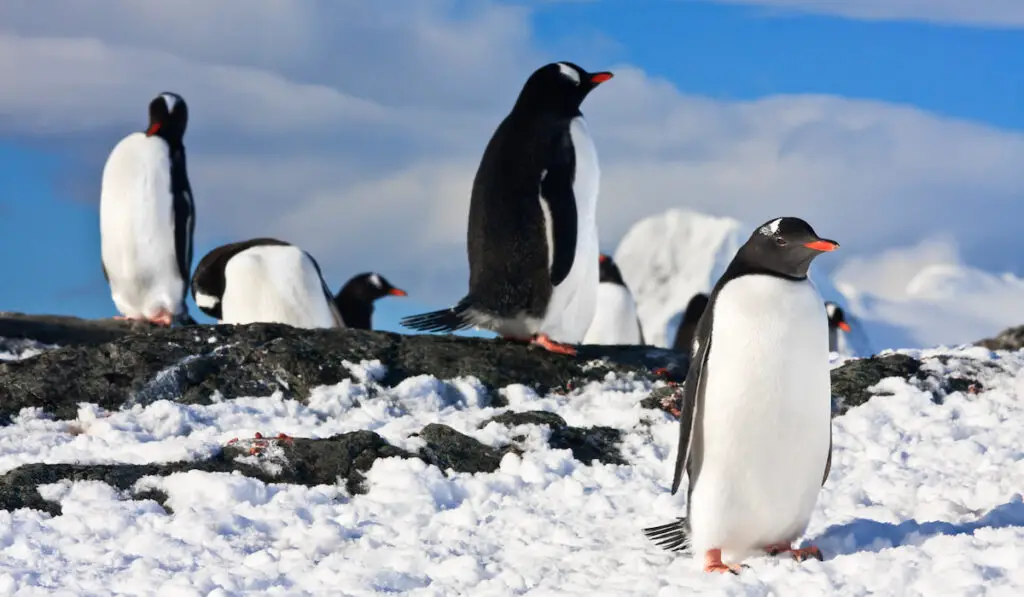 group of penguins on snow in Antarctica