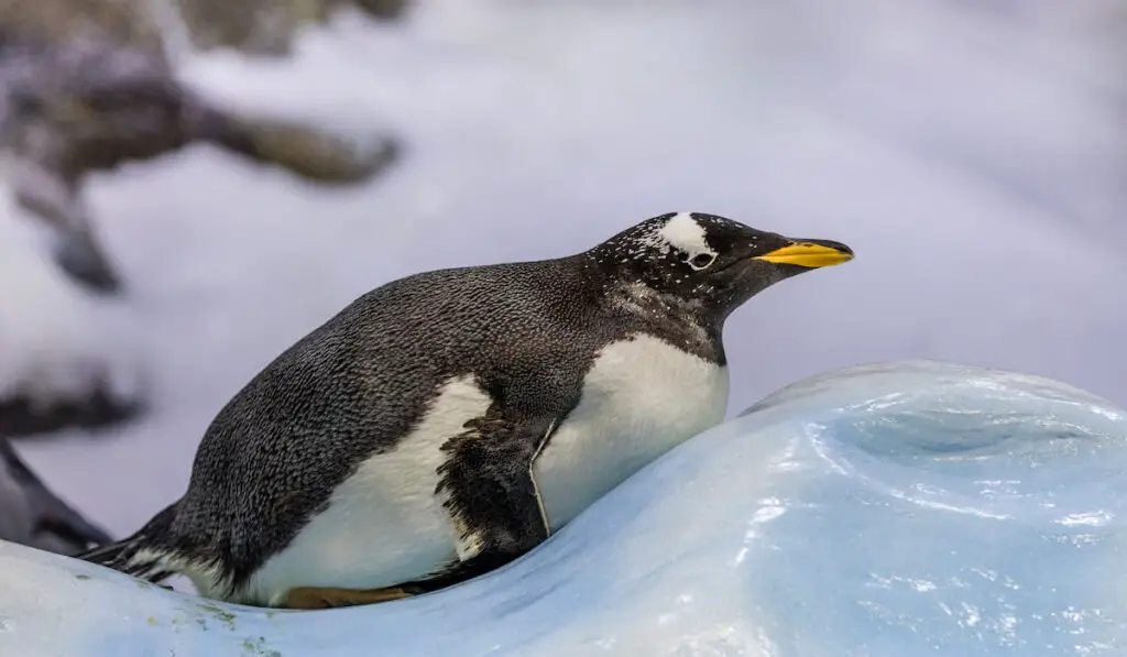 resting penguin in an ice snow