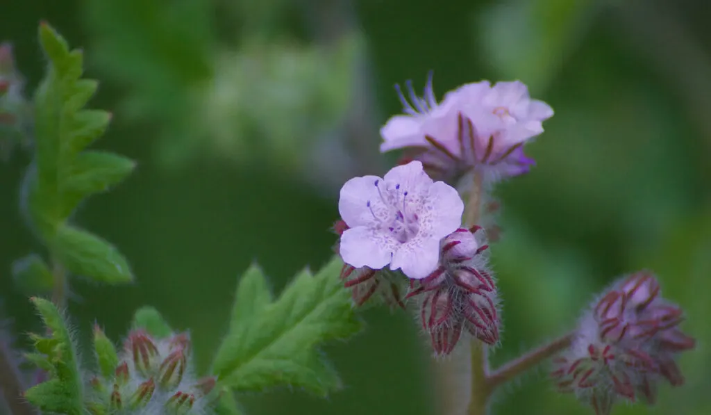 Beautiful Wild Heliotrope Phacelia flowers