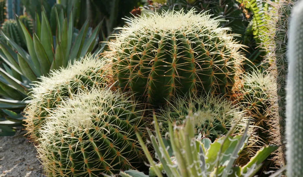 Green cactus plant in garden 